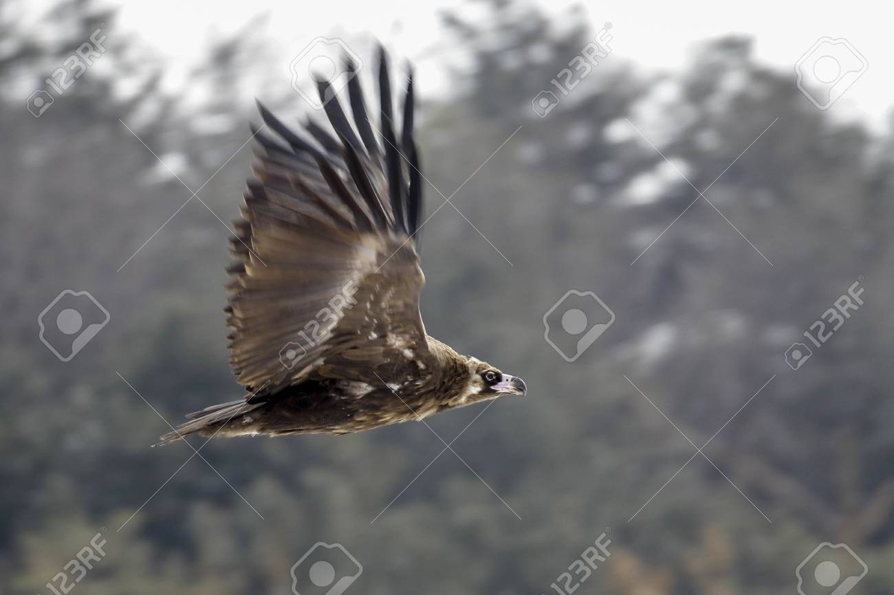 Golden Eagle Fly At The Foot Of Hill In Dmz Cheorwon South