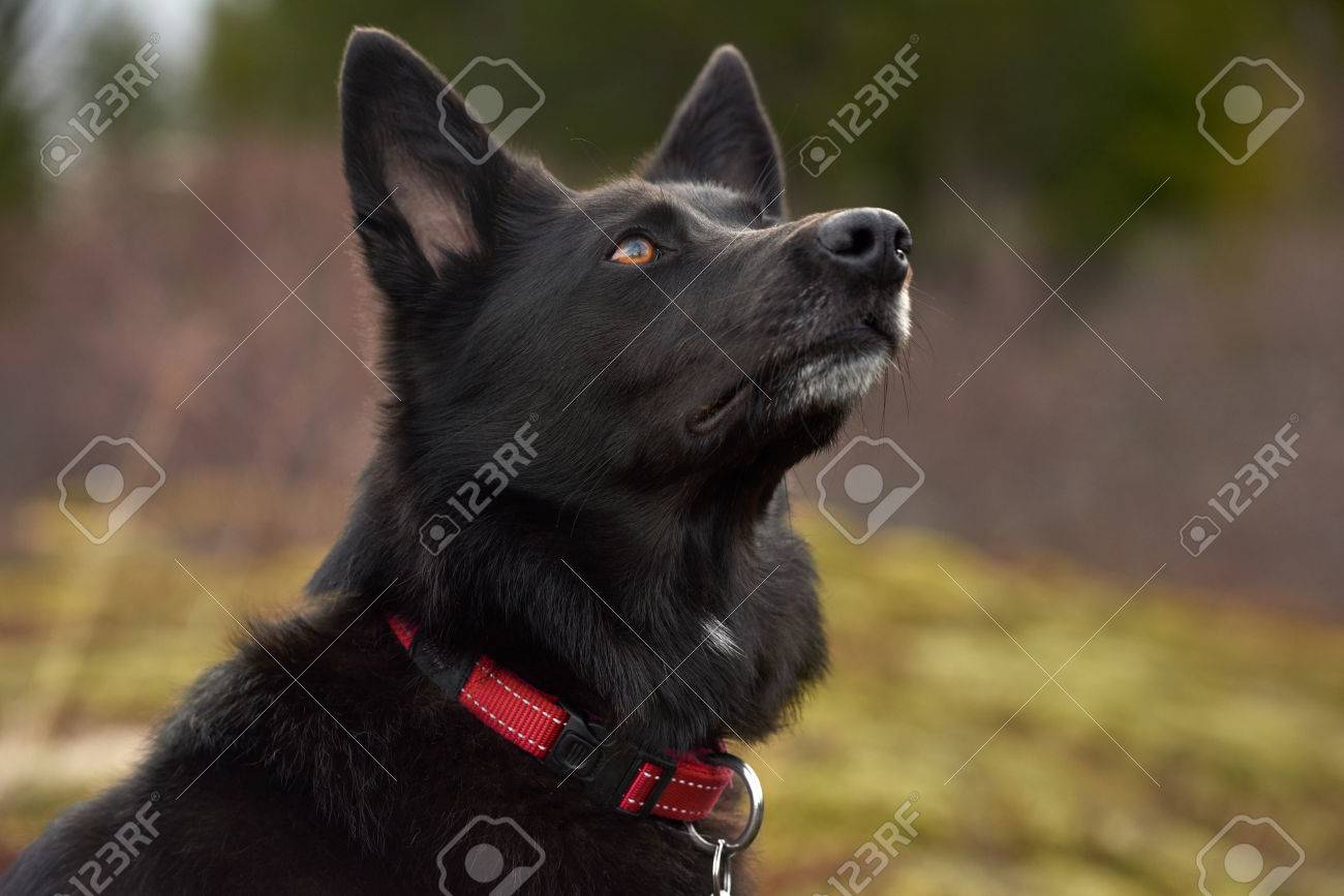 Portrait Of A Healthy Black Dog With A 