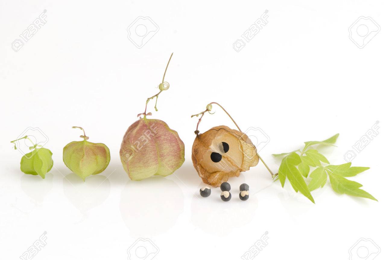 Balloon Vine Heart Pea Heart Seed Smooth Leaved Heart Pea Cardiospermum Halicacabum Linn Herbs With Medicinal Properties Stock Photo Picture And Royalty Free Image Image