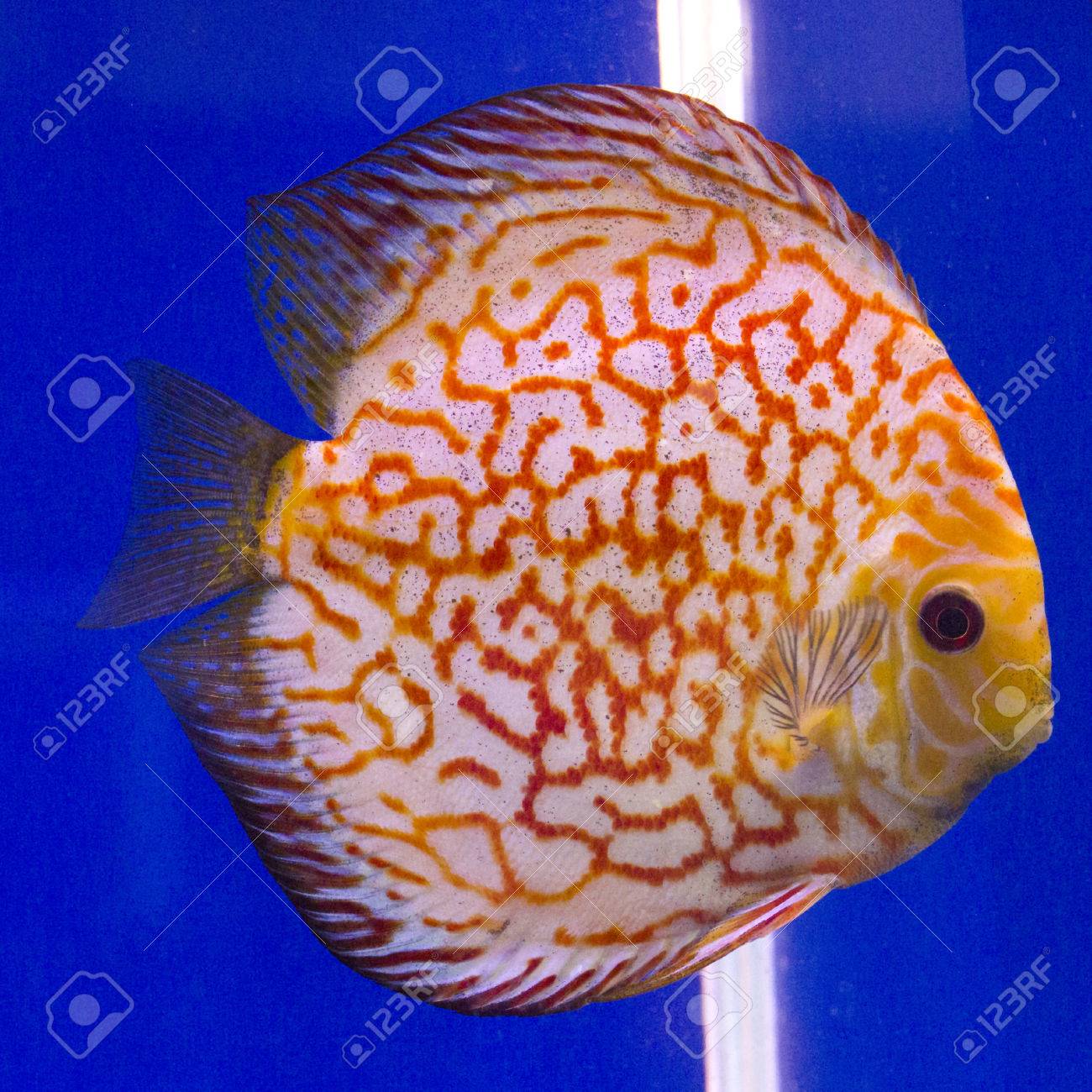 Pompadour Discus Fish Stock Photo Picture And Royalty Free Image Image 64253831