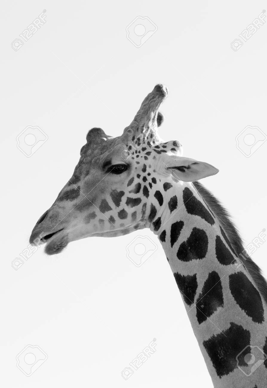 Black and white giraffe close up stock photo 92126894