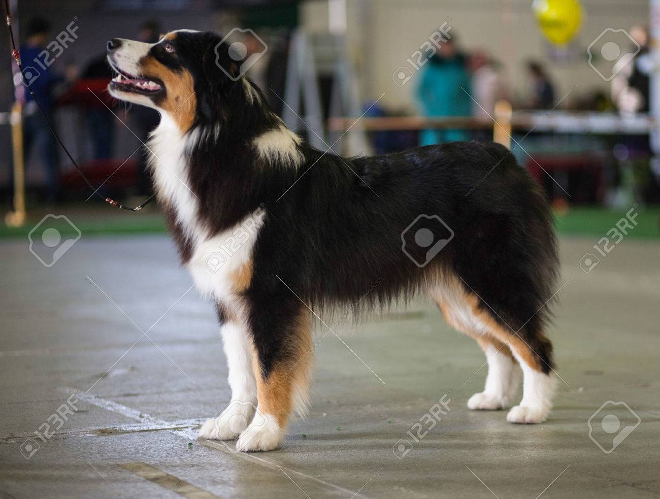 Beautiful Dogs On The Big Dog Show Stock Photo Picture And Royalty Free Image Image 26459062