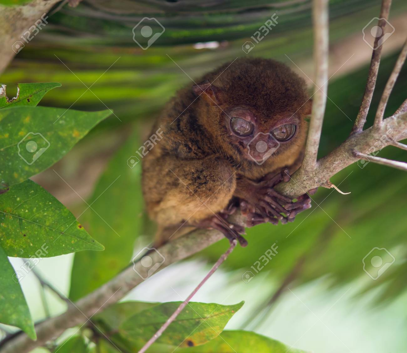 ボホール島 フィリピン 木の上に座っている笑顔のかわいいメガネザル の写真素材 画像素材 Image