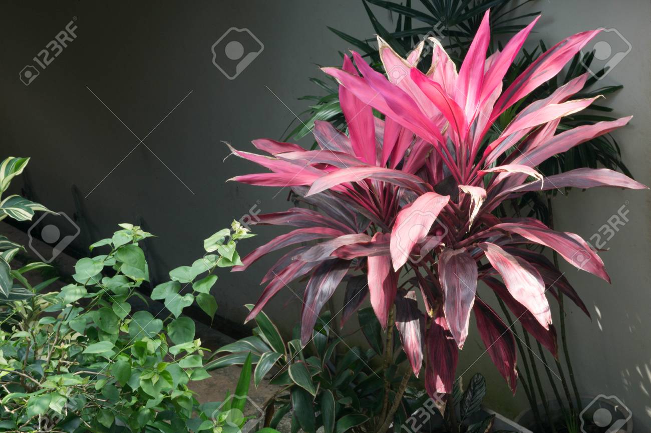 Mak Daeng Leaves Stock Photo Picture And Royalty Free Image