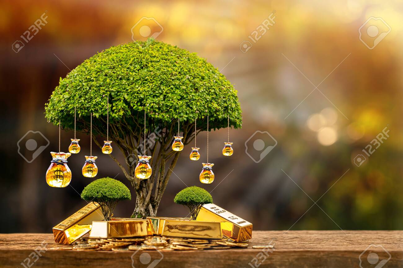 Empilhar moedas e muitos saco de dinheiro barra de ouro da árvore com crescente colocar na madeira na luz do sol da manhã no parque público, economizando dinheiro e empréstimo para o conceito de investimento empresarial. - 153494512 Empilhar moedas e muitos saco de dinheiro barra de ouro da árvore com crescente colocar na madeira na luz do sol da manhã no parque público, economizando dinheiro e empréstimo para o conceito de investimento empresarial. - 153494512