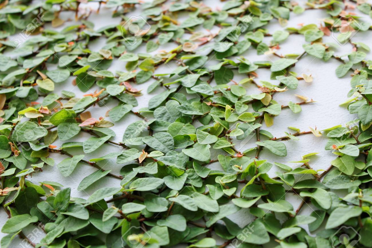 緑のつる性植物 の写真素材 画像素材 Image