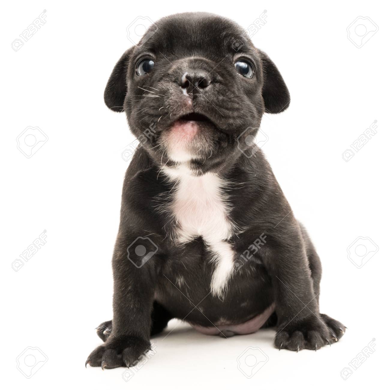Chiot Bouledogue Francais Noir Avec Fond Blanc Banque D Images Et Photos Libres De Droits Image