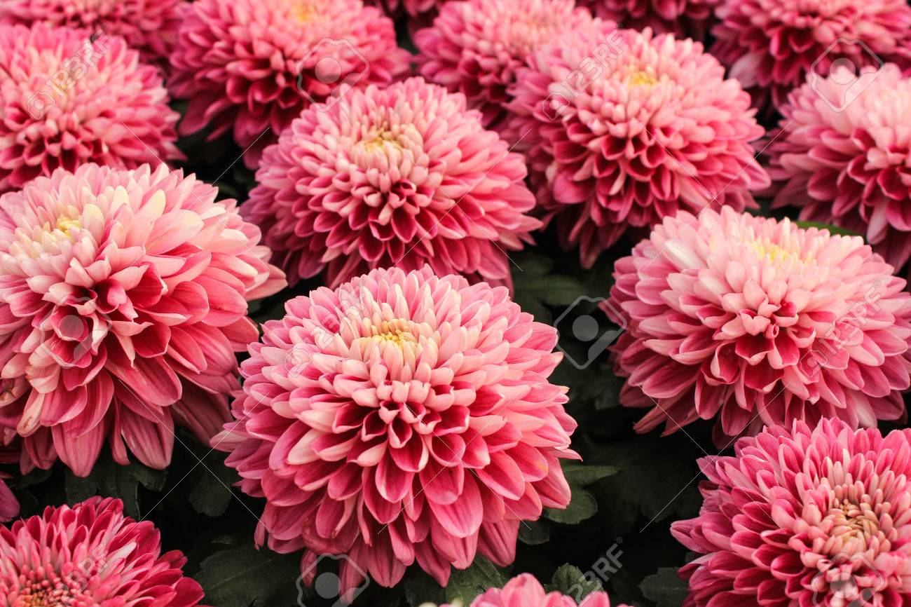 pink chrysanthemum flowers vibrant
