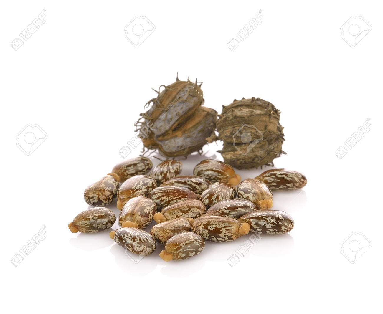 Castor Oil Seeds Ricinus Communis Isolated On White Stock Photo Picture And Royalty Free Image Image 57328415