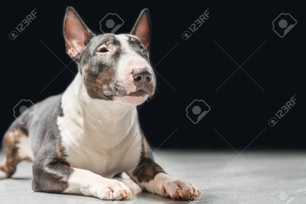 petsmart female guinea pig