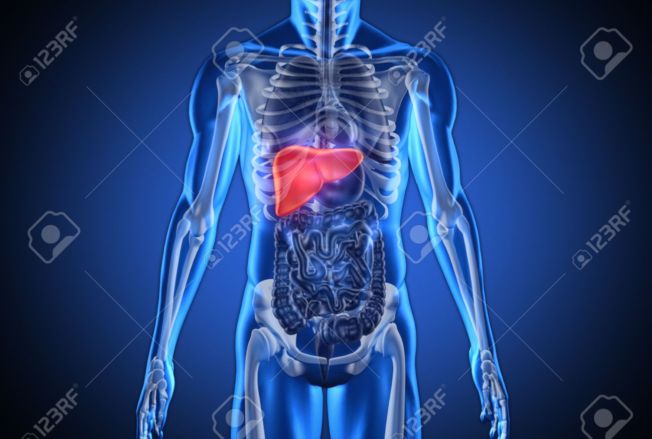 digital blue human with highlighted liver on dark blue background