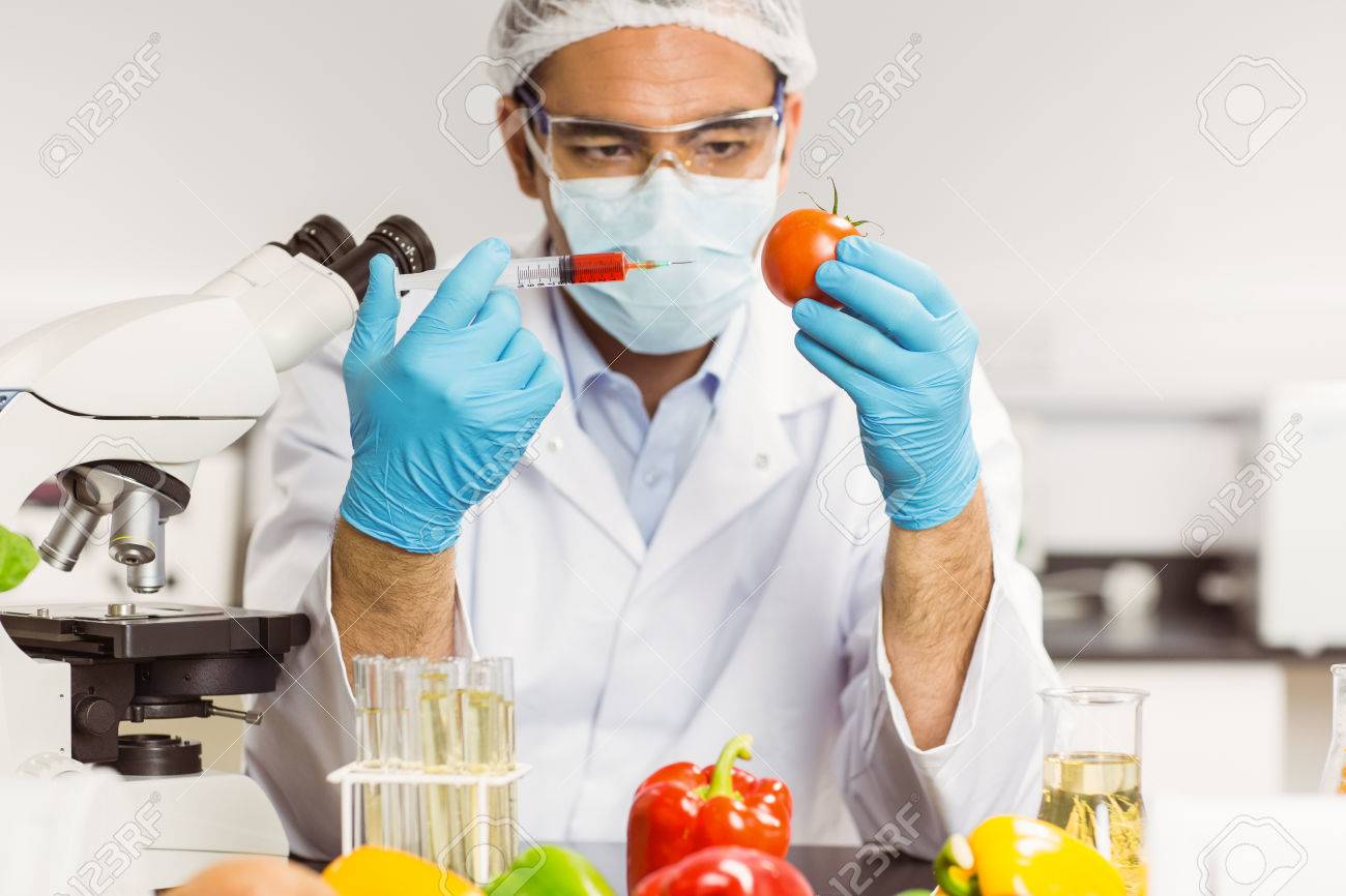 food scientist injecting a tomato at the university stock photo food scientist