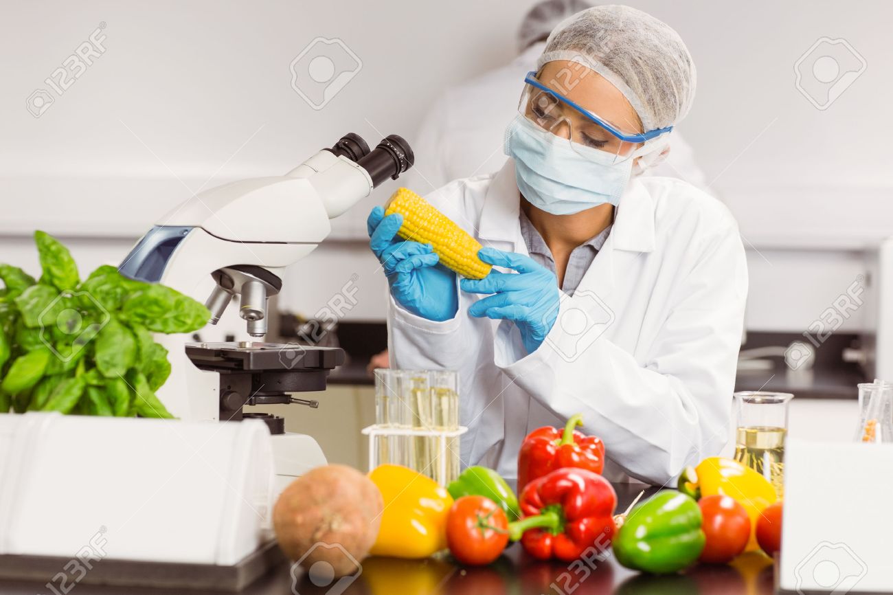 food scientist looking at corn cob at the university stock photo food scientist