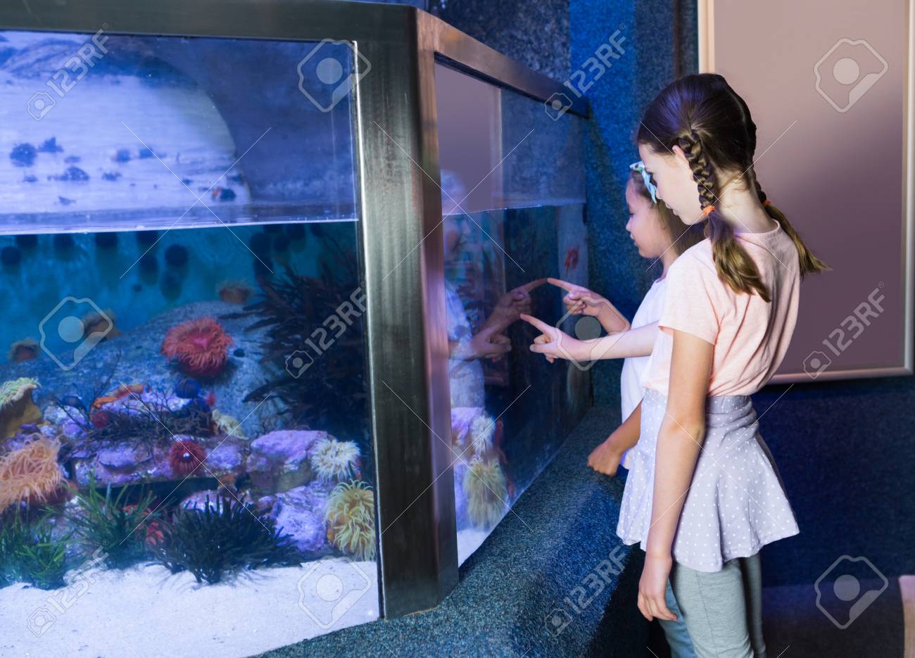 水族館の水槽を見てかわいい兄弟 の写真素材 画像素材 Image 水族館の水槽を見てかわいい兄弟 の写真素材 画像素材 Image