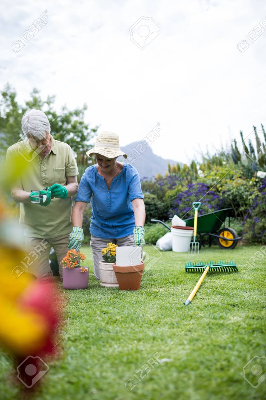シニア カップルの芝生で花を植える の写真素材 画像素材 Image