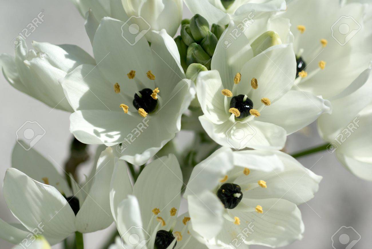 自分の心を示す白い小さな花の花束 の写真素材 画像素材 Image 自分の心を示す白い小さな花の花束 の写真素材 画像素材 Image