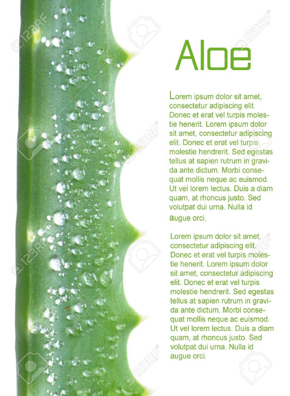 macro of aloe arborescens over white background - 18285226 macro of aloe arborescens over white background - 18285226
