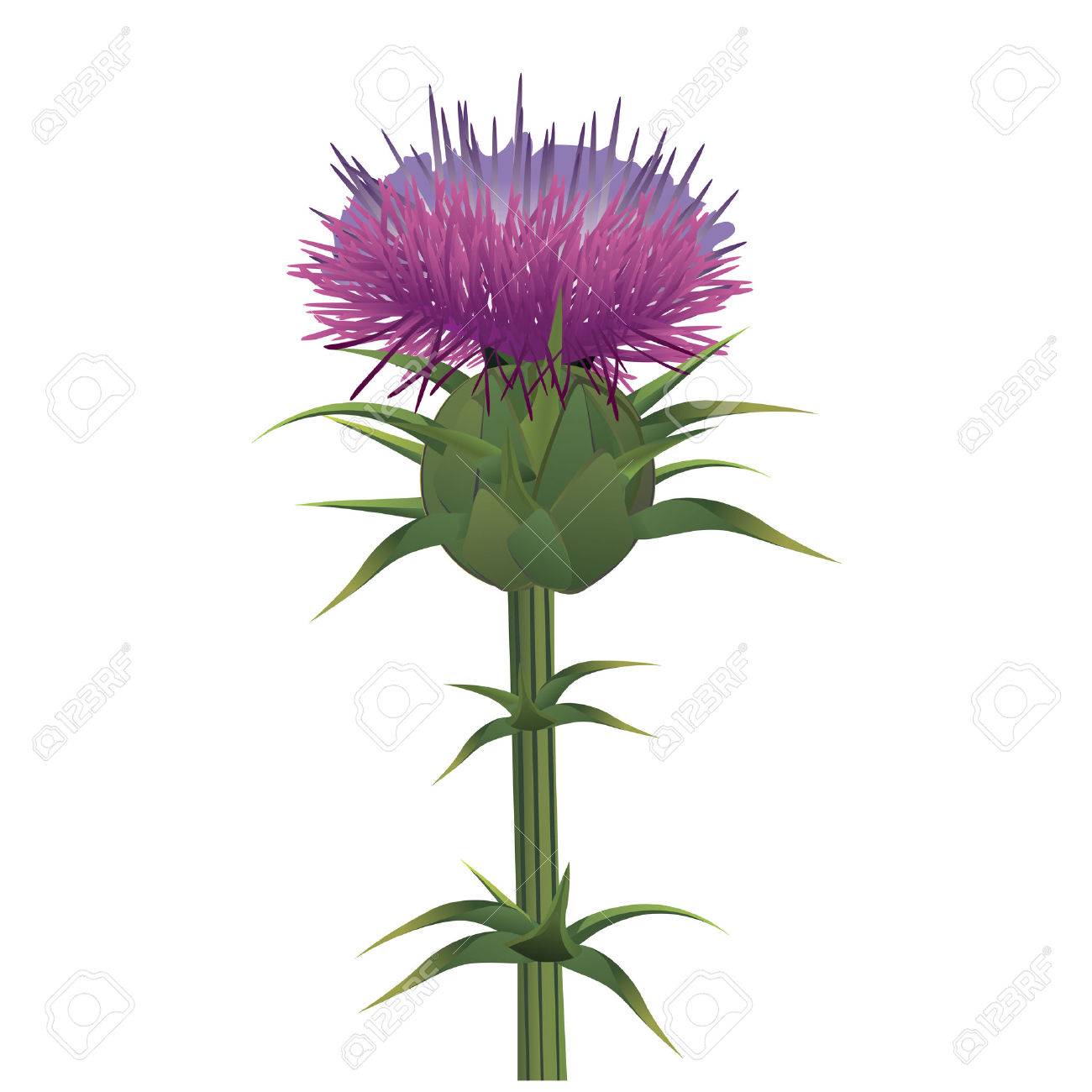 オオアザミ マリアアザミ白で隔離されます ベクトル イラスト のイラスト素材 ベクタ Image