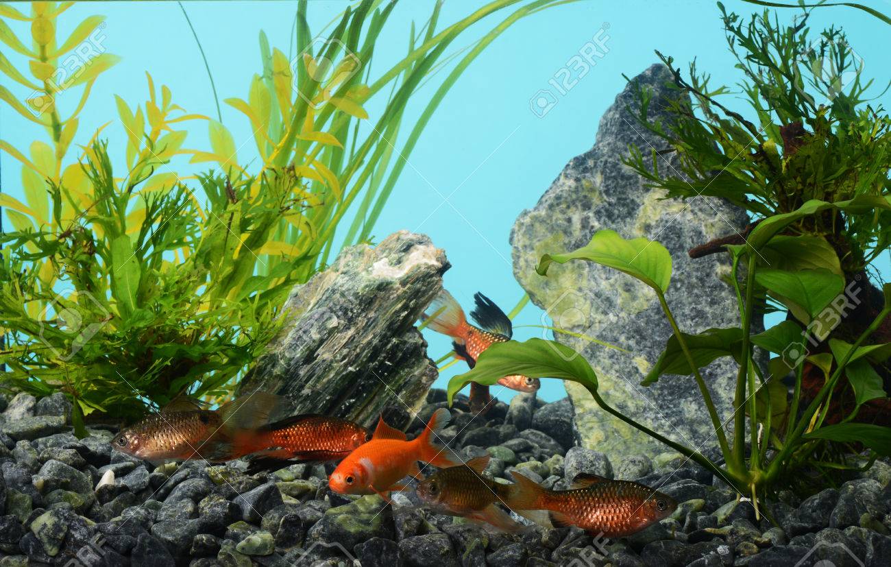 aquarium background stock photos royalty free aquarium background aquarium background printable