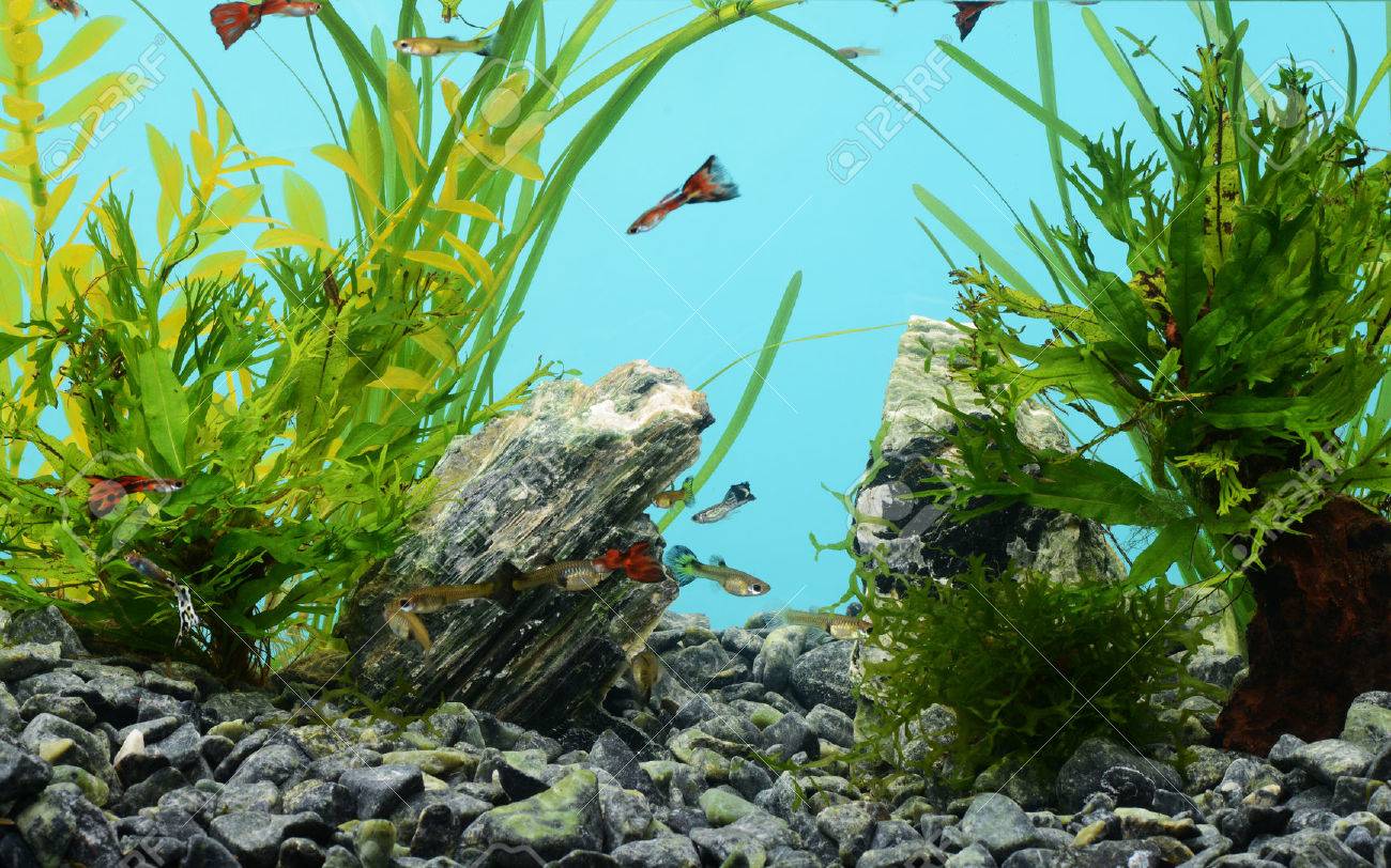 Tropical freshwater aquarium with fishes - 39542720 Tropical freshwater aquarium with fishes - 39542720