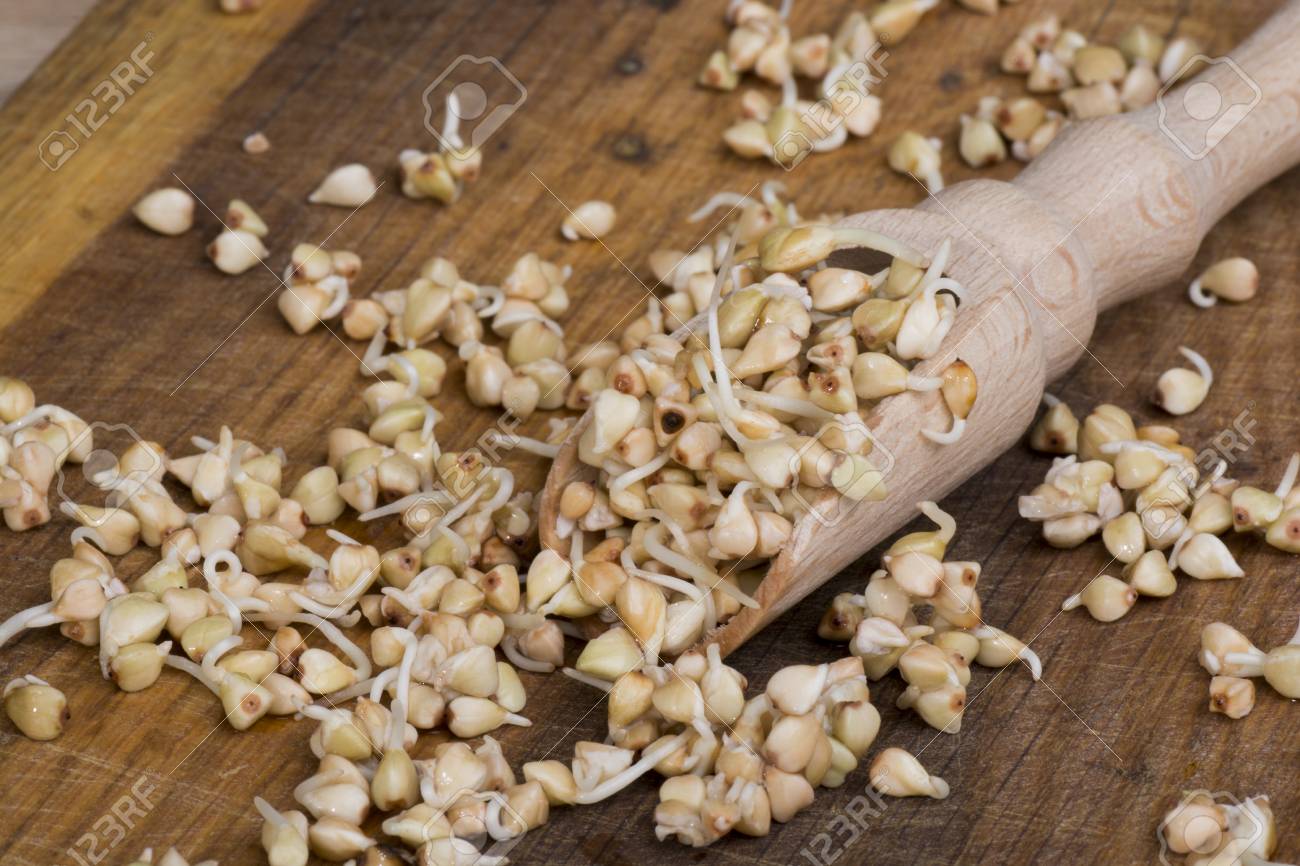 sprouts of buckwheat groats on wooden spoon - 60070005 sprouts of buckwheat groats on wooden spoon - 60070005