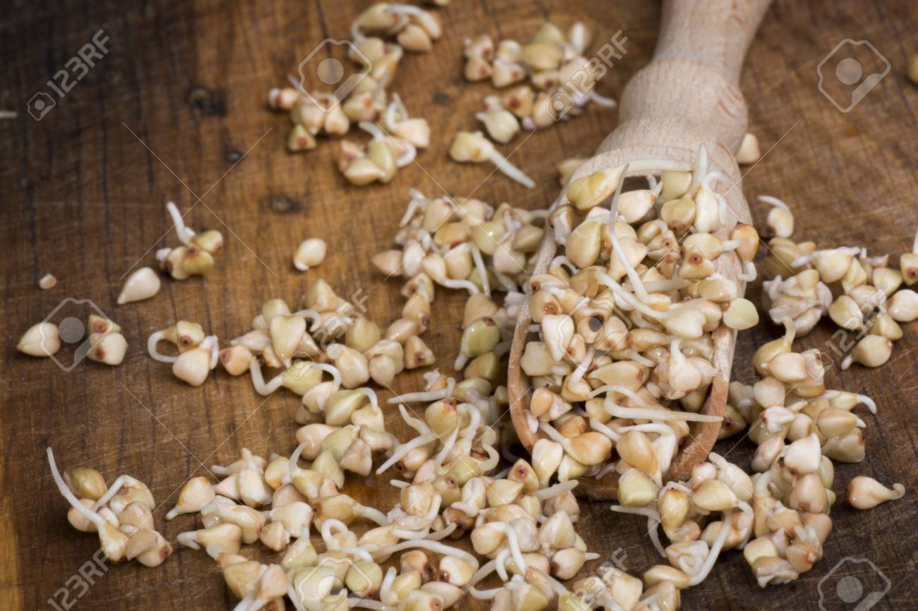 sprouts of buckwheat groats on wooden spoon - 60070026 sprouts of buckwheat groats on wooden spoon - 60070026