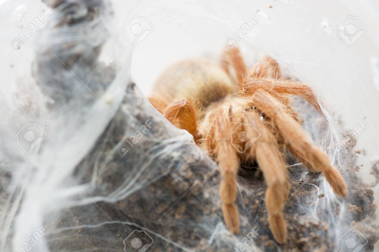 Tarantula Neoholothele (Holothele) incei gold on the web - 60070056 Tarantula Neoholothele (Holothele) incei gold on the web - 60070056
