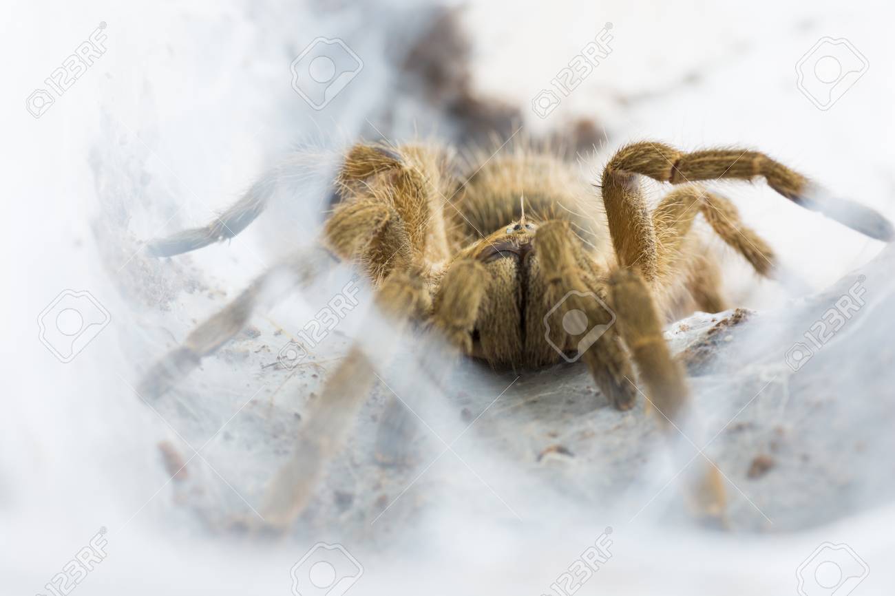 Tarantula Neoholothele (Holothele) incei on the web - 60070062 Tarantula Neoholothele (Holothele) incei on the web - 60070062