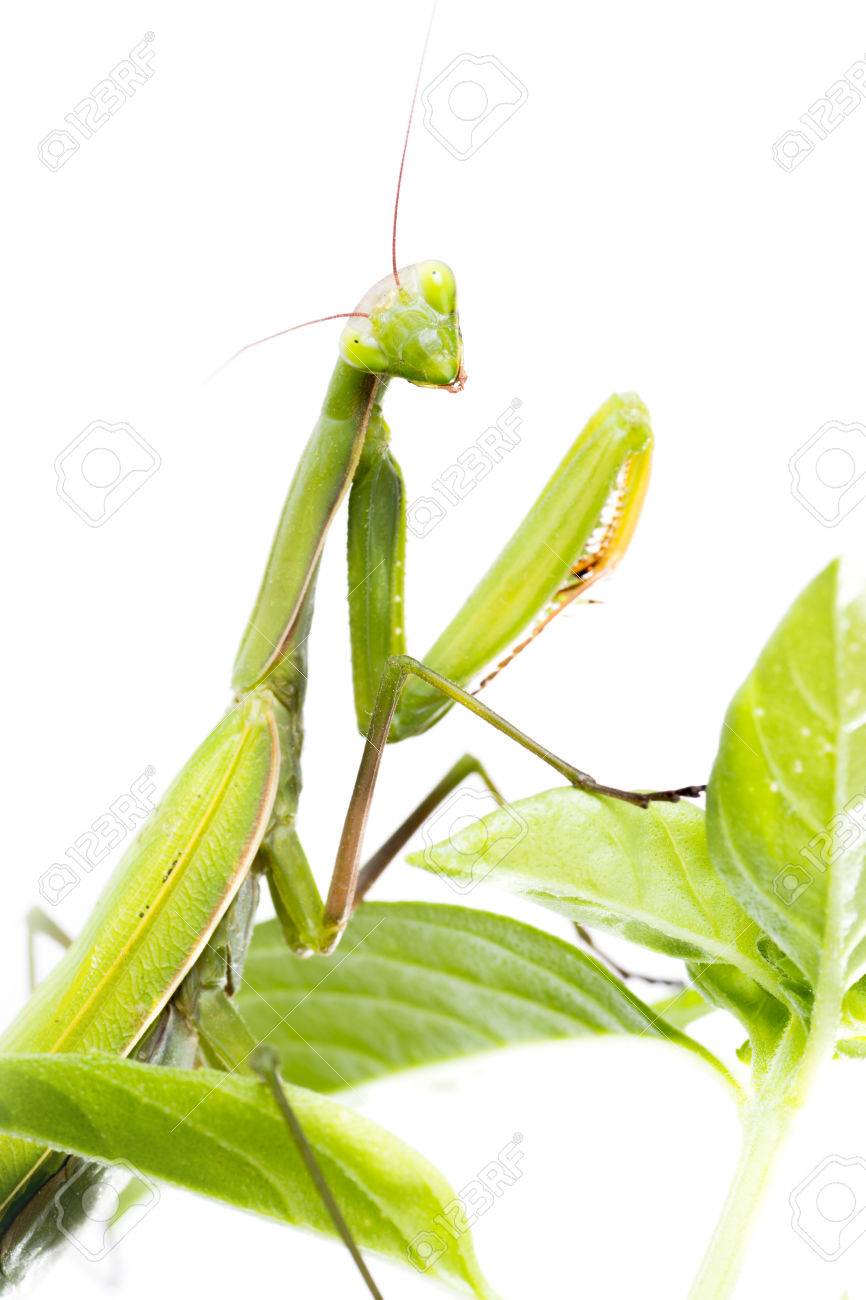 European Mantis or Praying Mantis, Mantis religiosa, on plant. Isolated on white background - 64464765 European Mantis or Praying Mantis, Mantis religiosa, on plant. Isolated on white background - 64464765