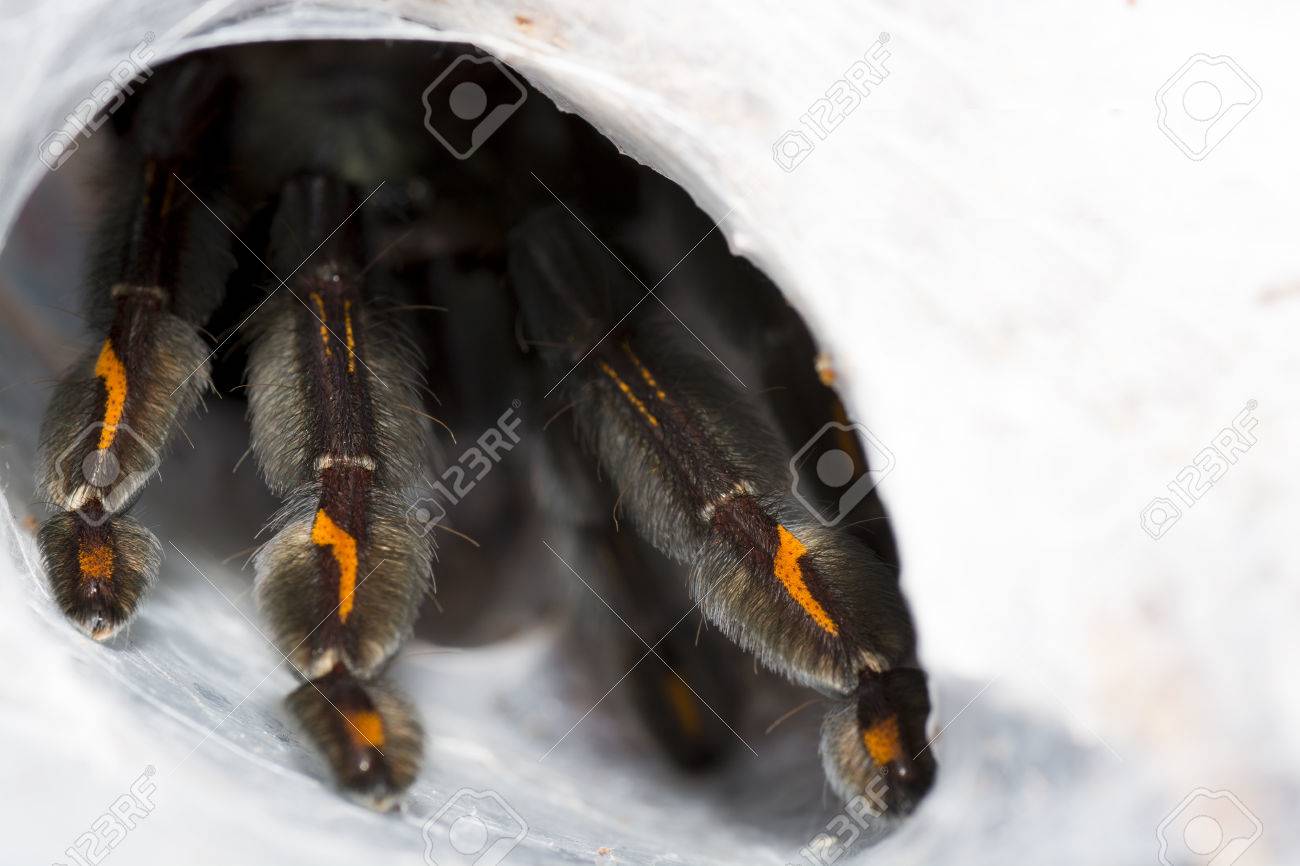 Closeup of tarantula (Psalmopoeus irminia). Female. Focus on leg - 66724824 Closeup of tarantula (Psalmopoeus irminia). Female. Focus on leg - 66724824