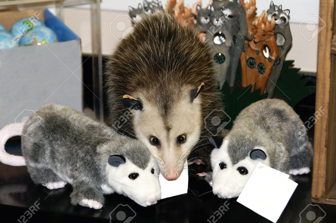 giant stuffed possum