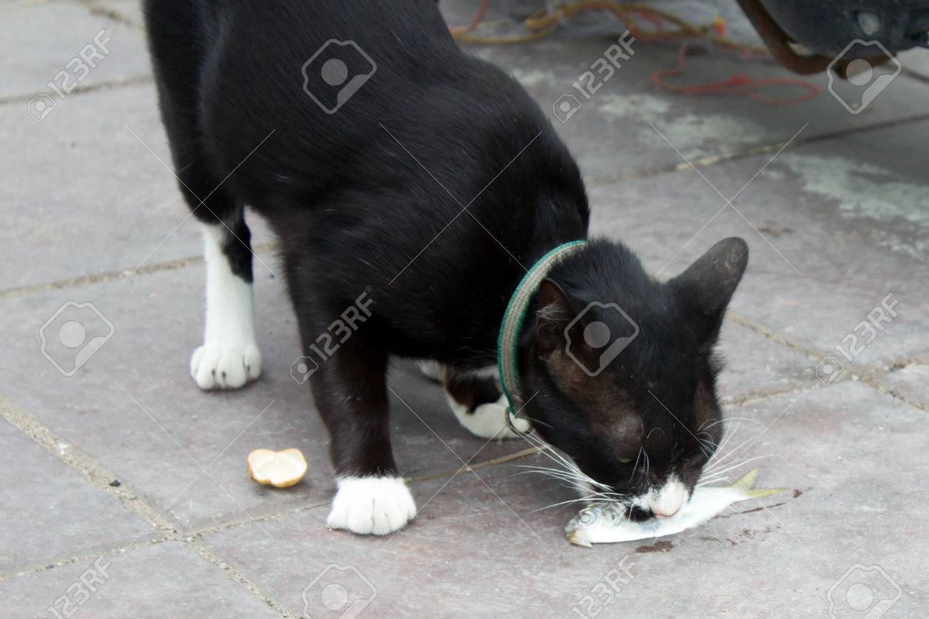 Black Cat Eat Fish Stock Photo, Picture and Royalty Free Image. Image  43928314.
