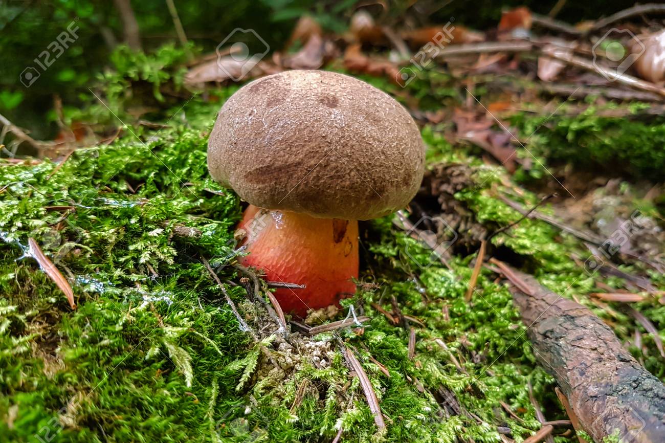 苔に 1 つ小さな食用のポルチーニ茸 の写真素材 画像素材 Image