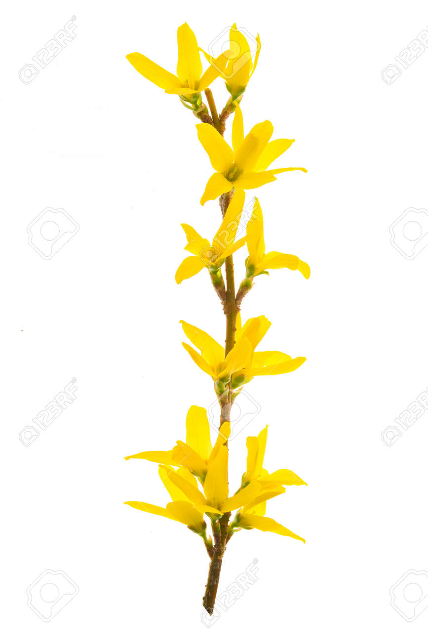 Isolated branch of blooming forsythia flowers on a white background. - 169970053 Isolated branch of blooming forsythia flowers on a white background. - 169970053