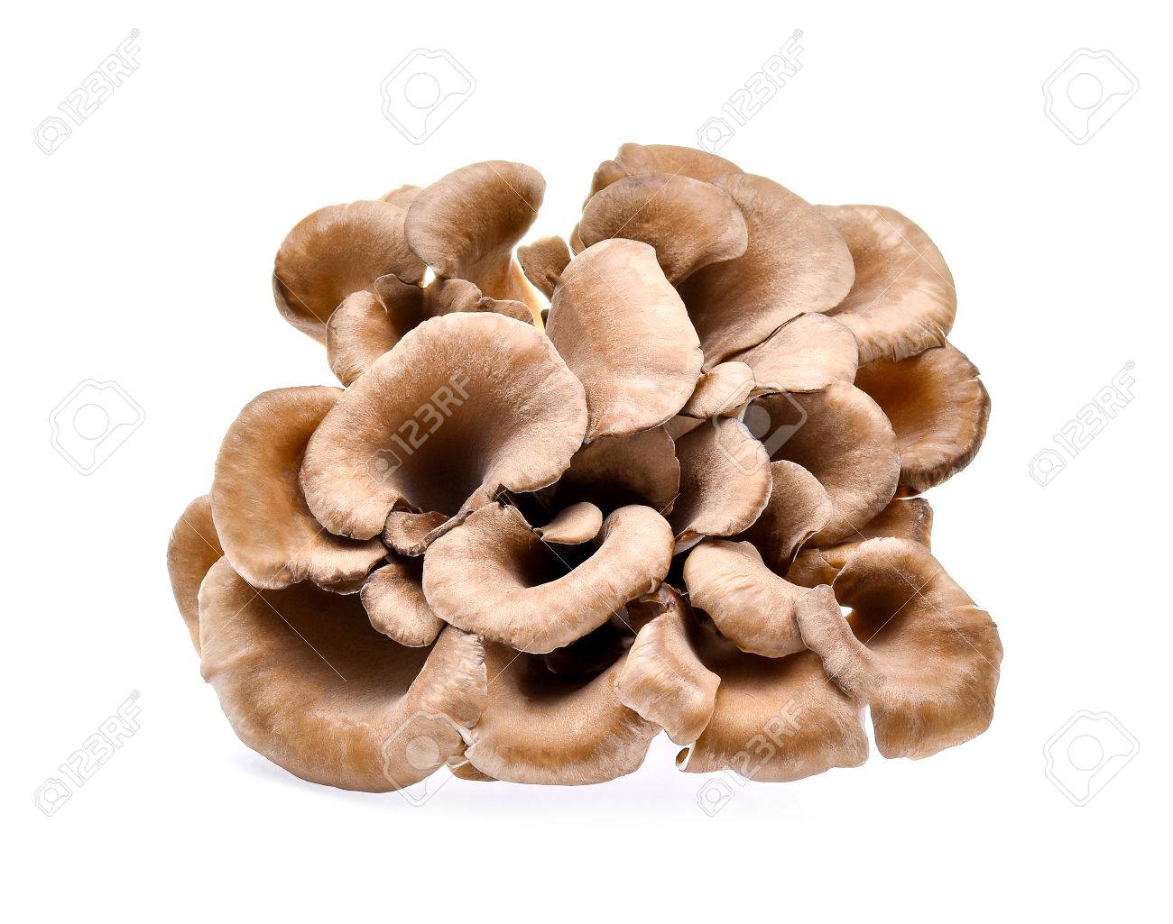 composite of hen of the woods or maitake mushrooms on white stock photo picture and royalty free image image 74335934 composite of hen of the woods or maitake mushrooms on white