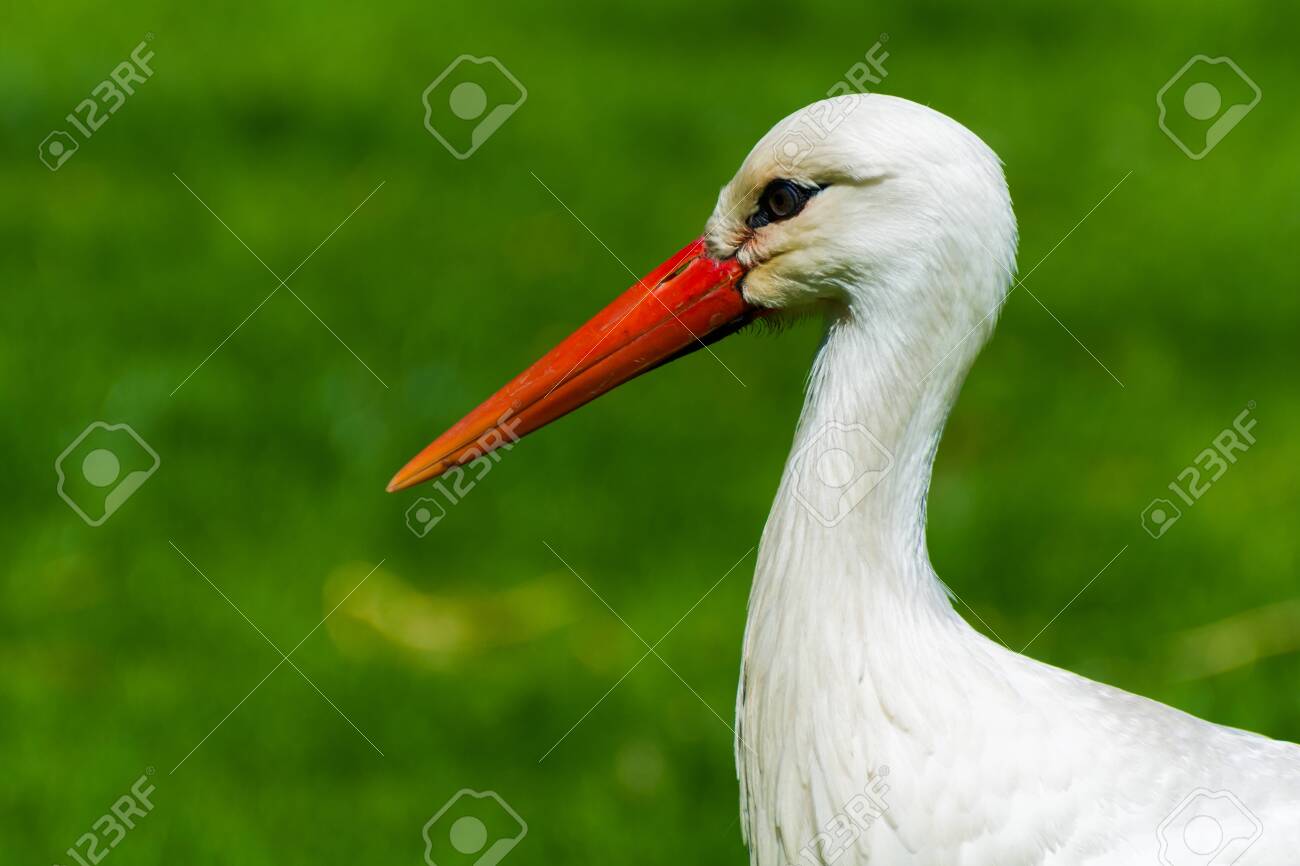 ★シュタイフ★Stork Adebar★コウノトリのアデバー/シュバシコウ★ コウノトリ科 - Wikipedia
