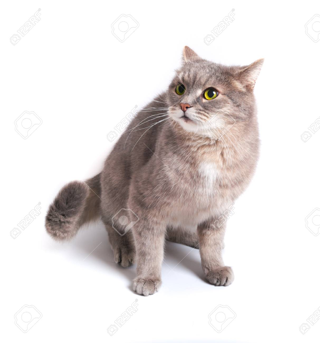 Le Chat Effraye A Presse Les Oreilles Et A Recule En Arriere Il Est Isole Sur Un Fond Blanc Chat Gris Yeux Jaunes Langue Rose Banque D Images Et Photos Libres De Droits