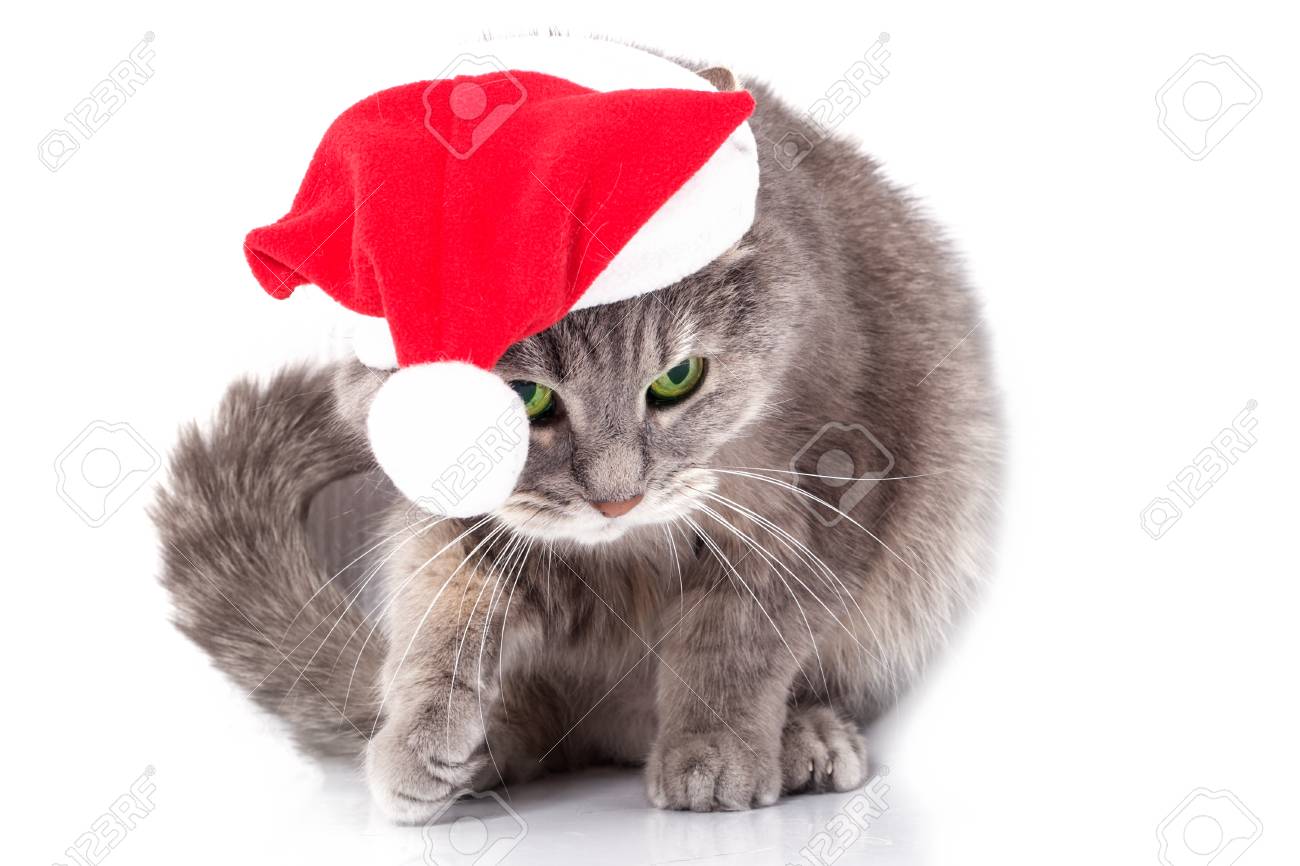 Immagini Stock Gatto Nel Cappello Di Babbo Natale Il Gatto Grigio
