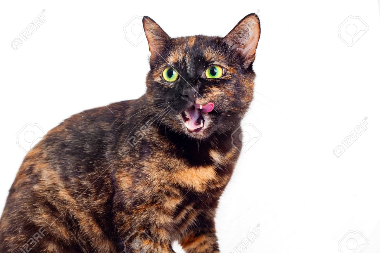 Le Chat Bigarre Se Leche Les Levres Le Chat De Couleur Tortue Aux Yeux Verts A Ouvert La Bouche Et Leche Les Levres Un Fragment D Un Tronc De Chat Mise Au Point