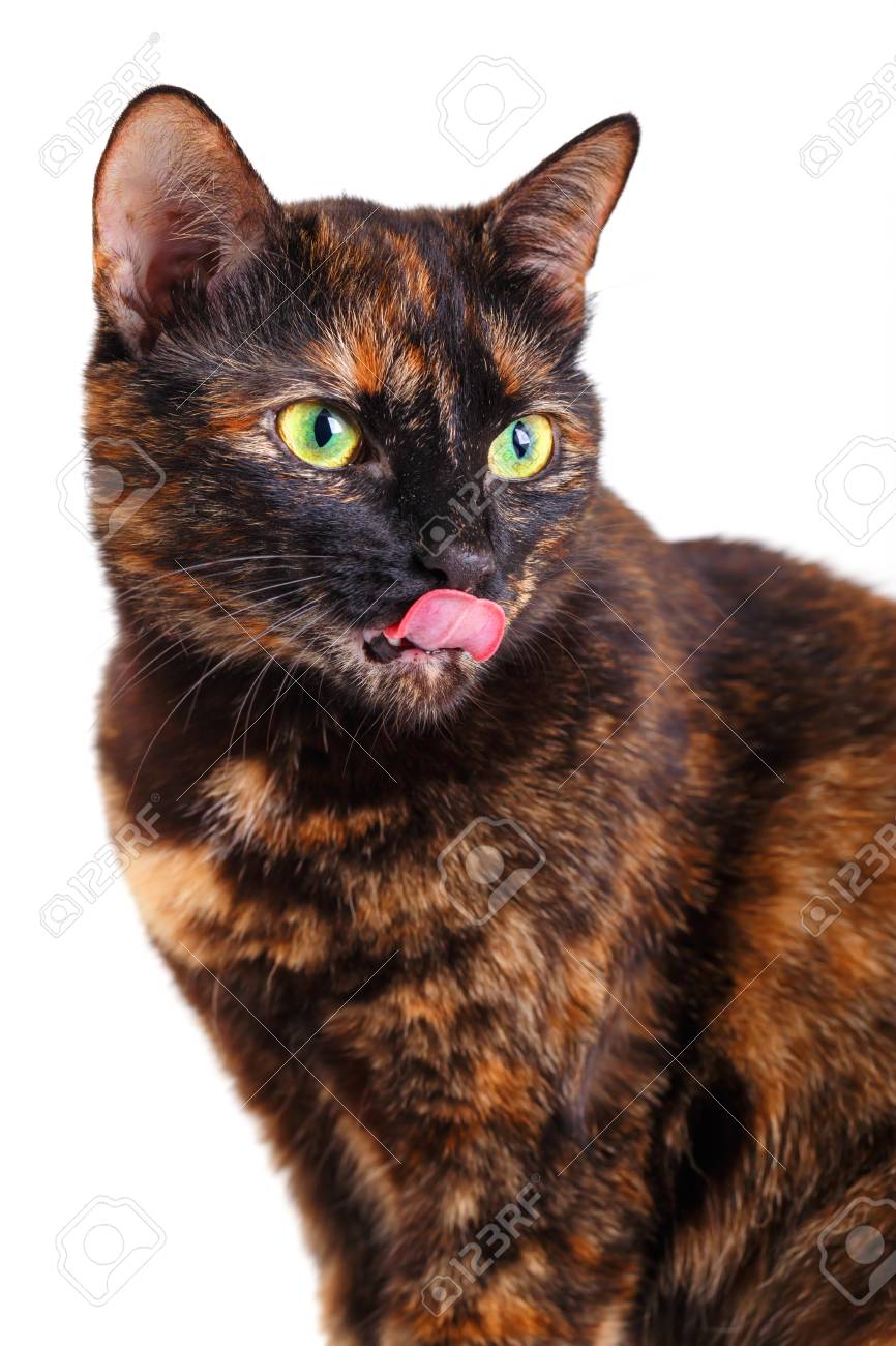 Portrait D Un Chat Heteroclite Avec La Langue De La Langue Il Est Isole Sur Blanc Le Chat D Une Couleur De Tortue Leche Les Levres Un Gros Plan Mise Au Point Selective Banque