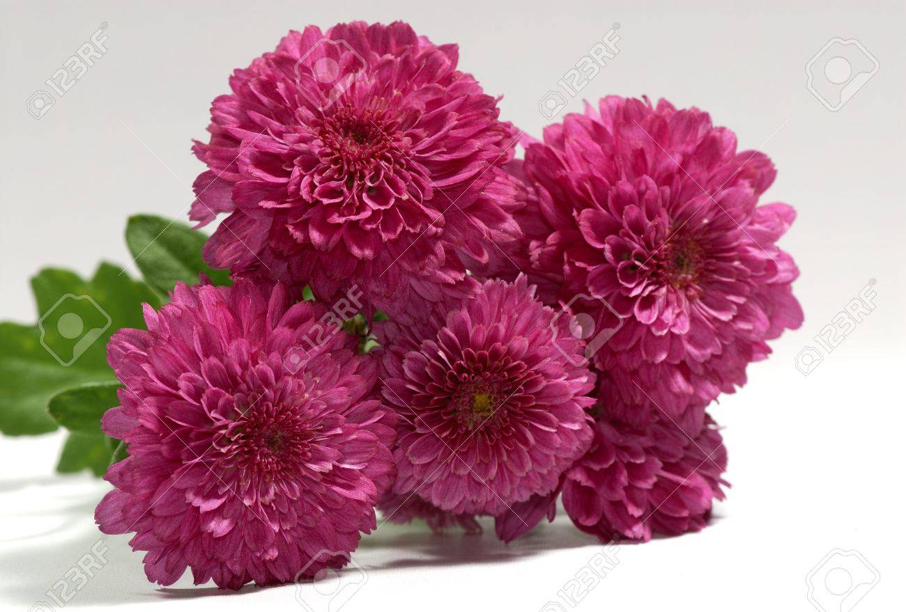 photo of magenta maroon color mums seasonal flower autumn