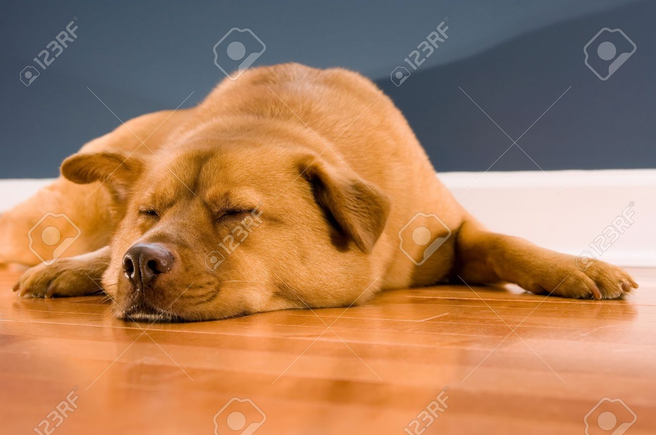 dog sleep on floor