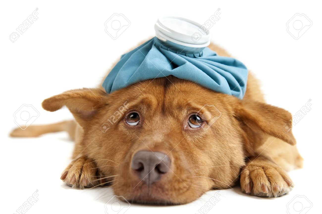 Sick Dog Facing Camera On White Background Stock Photo Picture And Royalty Free Image Image 5615664