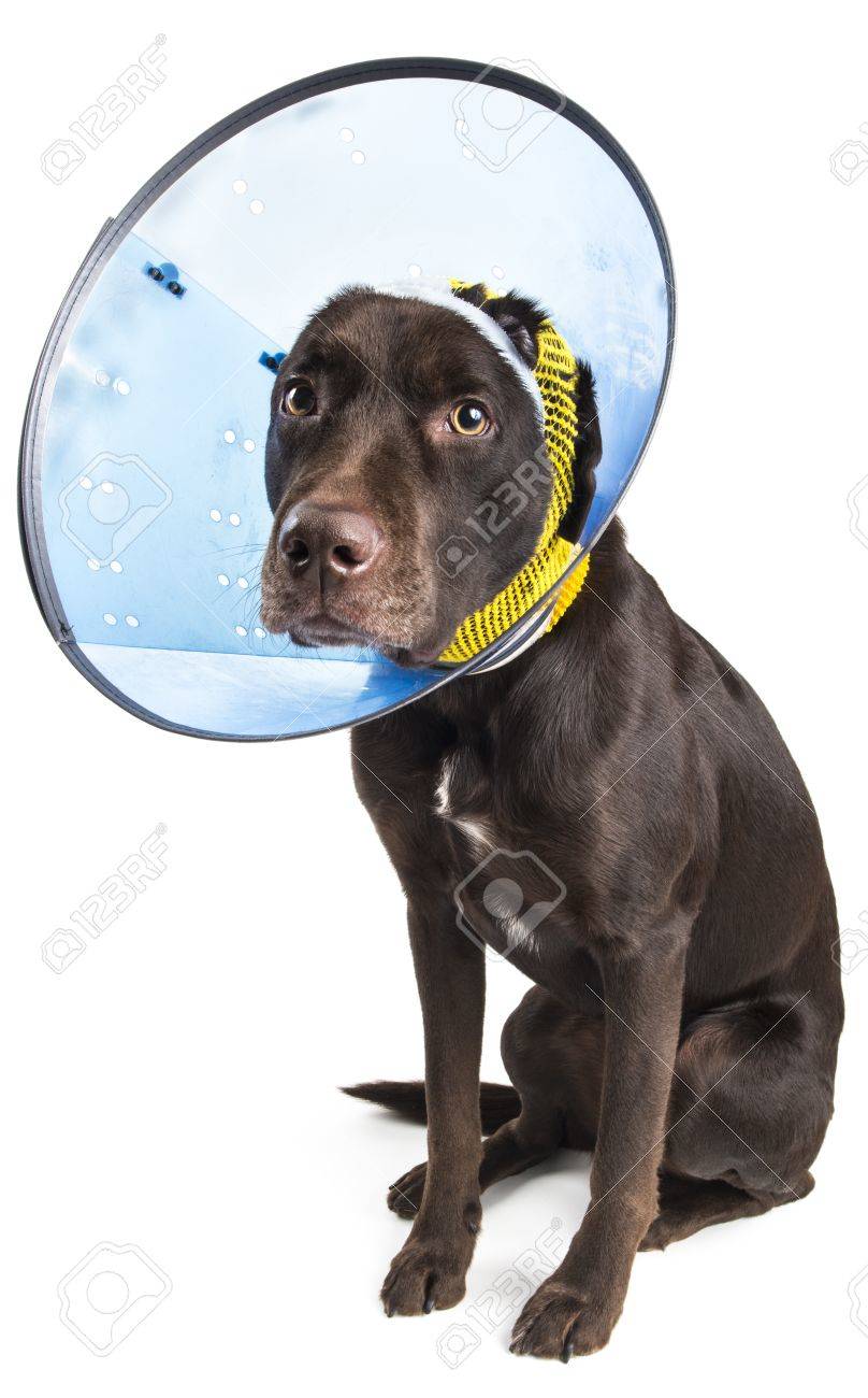 dog ear cone