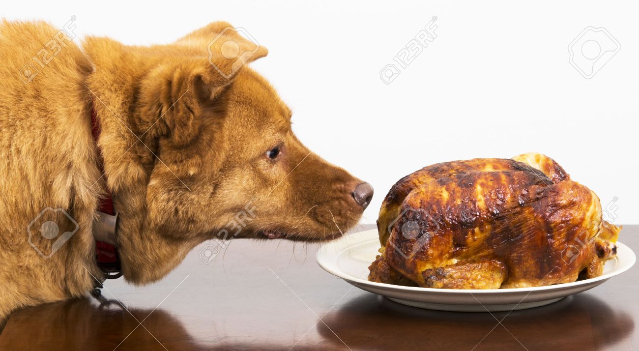 dog eats whole chicken