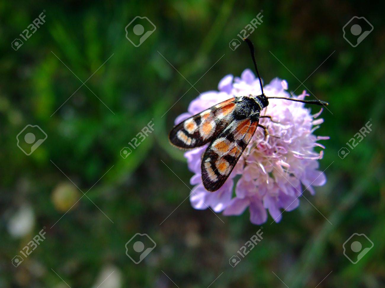 etiam-dictum-ipsum-a-felis