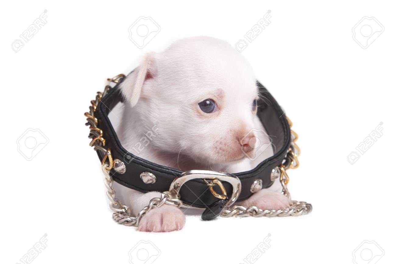 tiny puppy collars