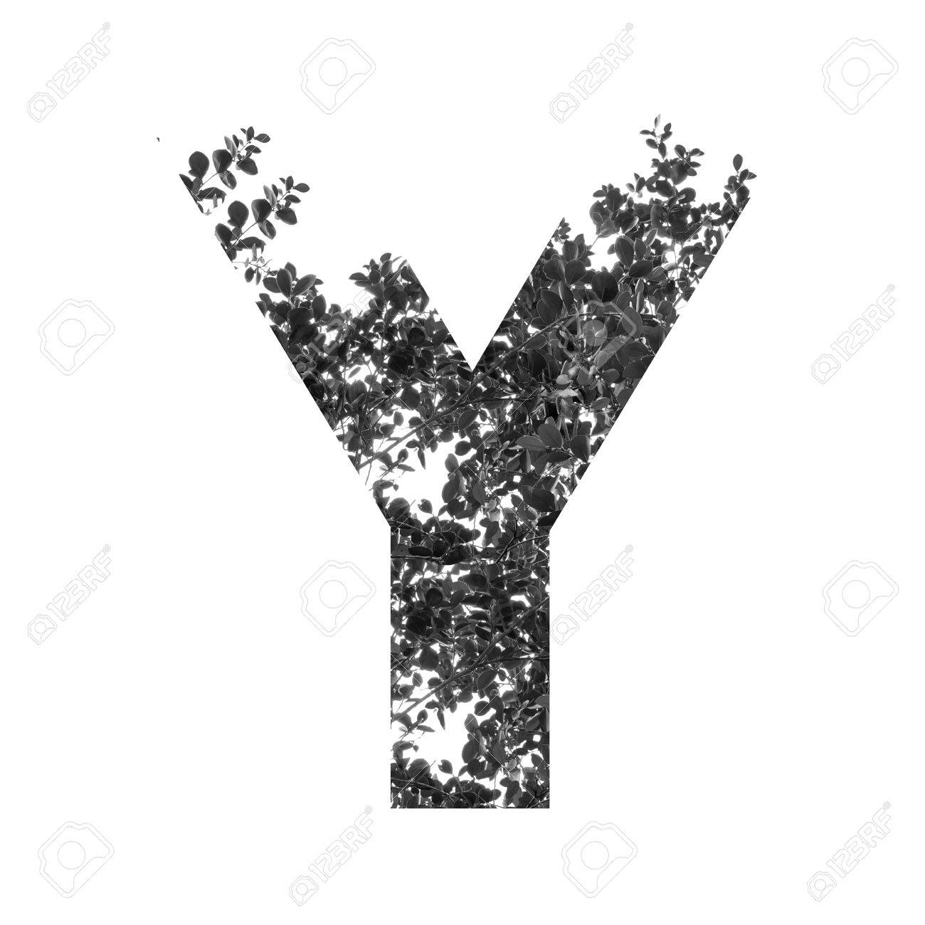letter y photography