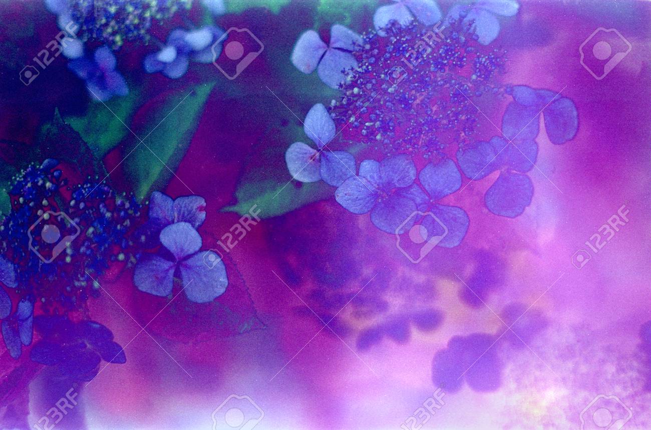 Image Abstraite Hydrangee Solarisee Banque D Images Et Photos Libres De Droits Image