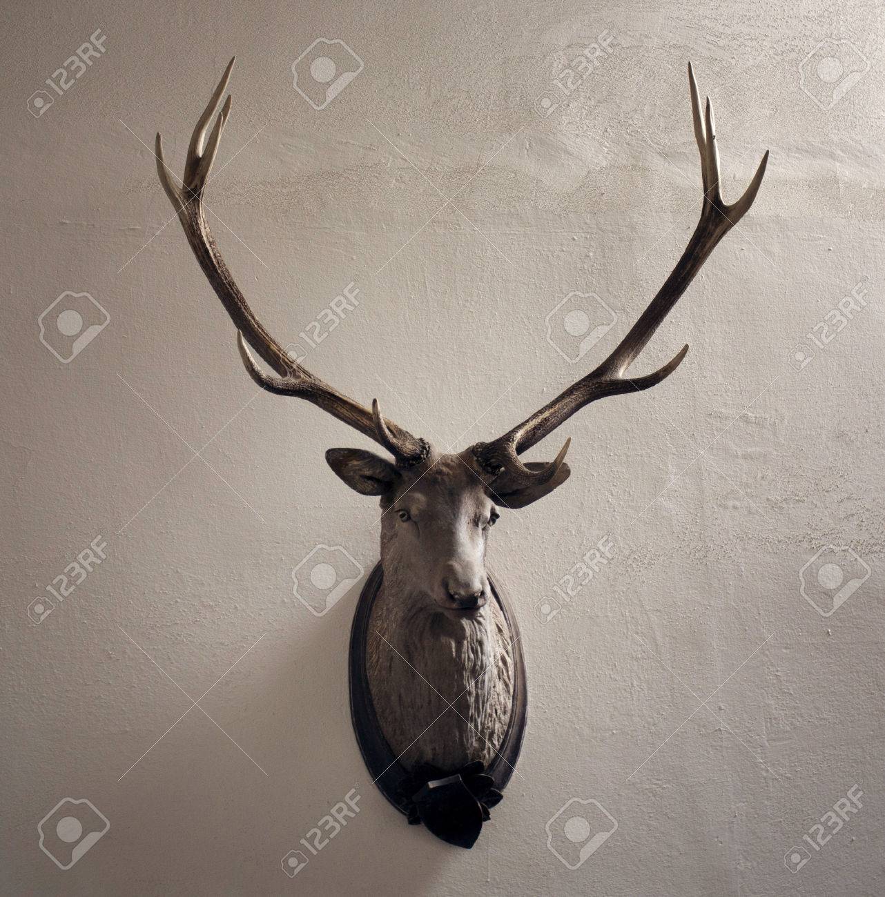 stuffed stag head